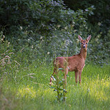 Roe deer